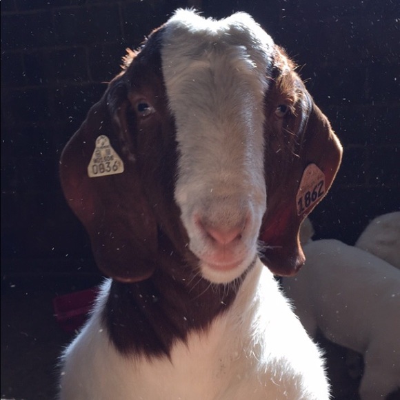 Meet your Posher, April - Picture 4 of 5